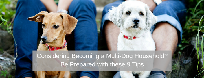 Considering Becoming a Multi-Dog Household- Be Prepared with these 9 Tips